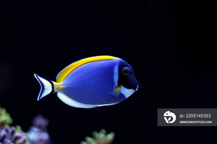 Powder Blue Tang (Acanthurus leucosternon)