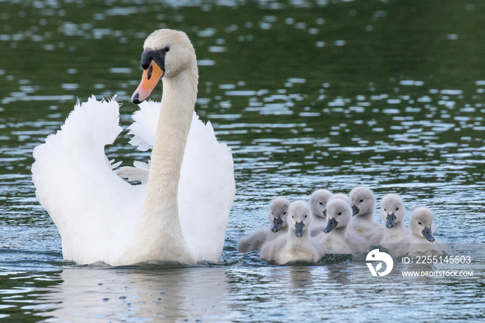 swan and cygnets