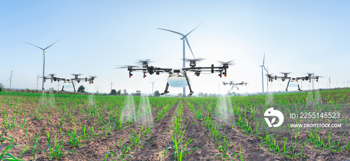 Agriculture drone fly to spray fertilizer on panorama sugarcane fields, Smart farm 4.0 concept