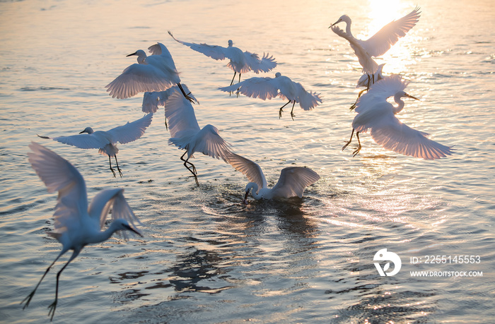 egret play in water land