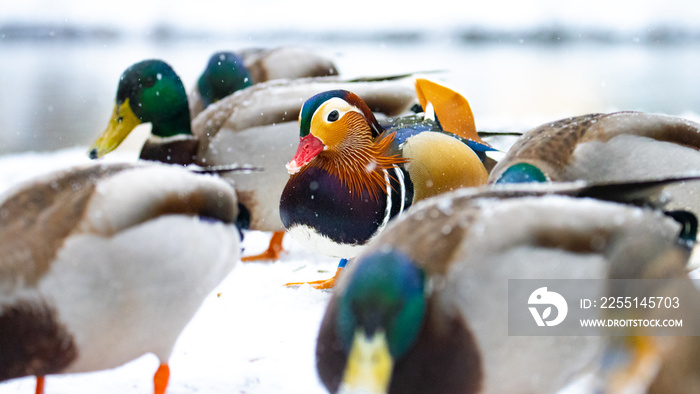 A flock of mallard ducks with a colorful mandarin duck looking for food in the snow. Gdansk, Poland.