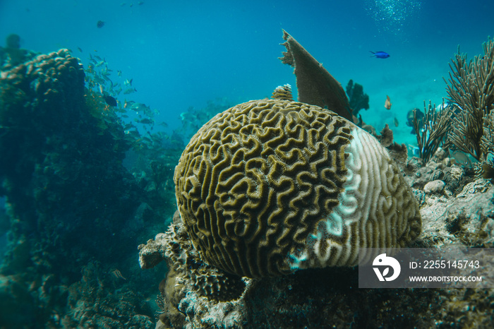 brain coral half dead, bleaching, global warming concept