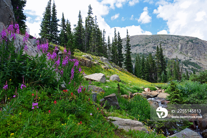 pretty fireweed wildflowers next to a waterfall along the trail up to lake isabelle in indian peaks wilderness area, near brainard lake, colorado