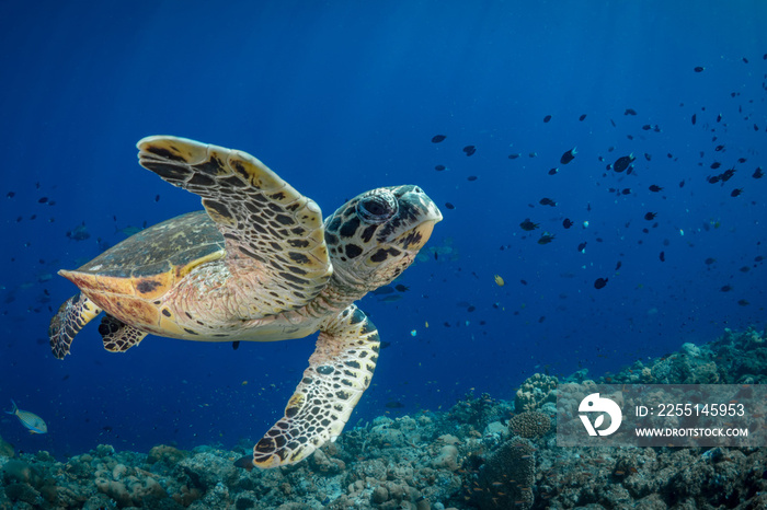 Hawksbill sea turtle swims above coral reef in tropical waters