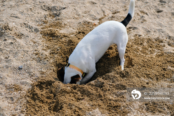 jack russell dog digging a hole in the sand at the beach, ocean shore behind