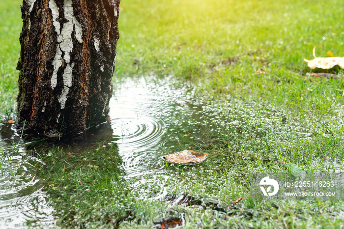 Garden bushes, tree and green grass lawn covered with water due to snow melting thaw and flash high water at spring. Natural disaster deluge flooded house backyard pathway ang greenery at countryside