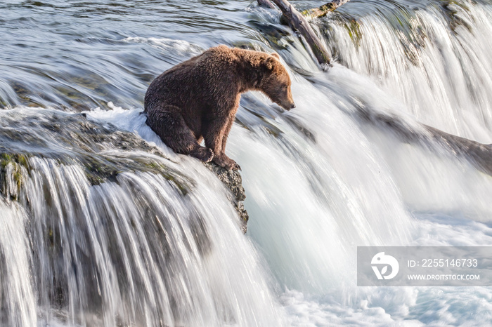 Young grizzly bear sits at top of waterfall motion blur