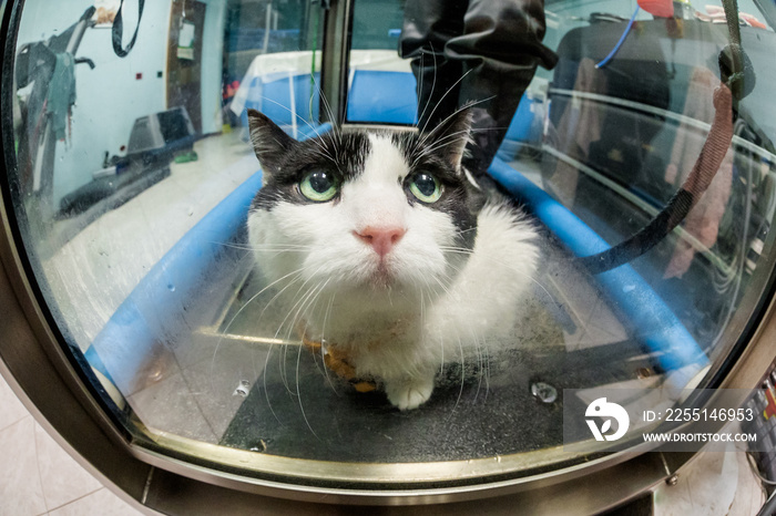 A cat looking for help from cage of Veterinarian rehabilitation therapy on water tapis roulant.