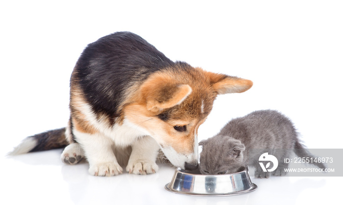 corgi puppy and kitten eat together from one bowl. isolated on white background