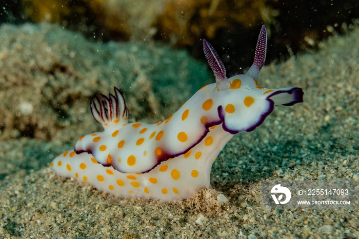 Sea slug in the Red Sea Colorful and beautiful, Eilat Israel