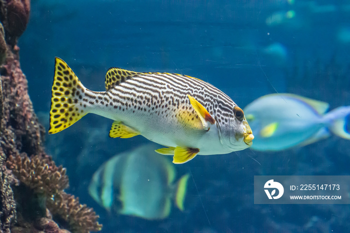 sharks and moonfish at Burgers Zoo ocean