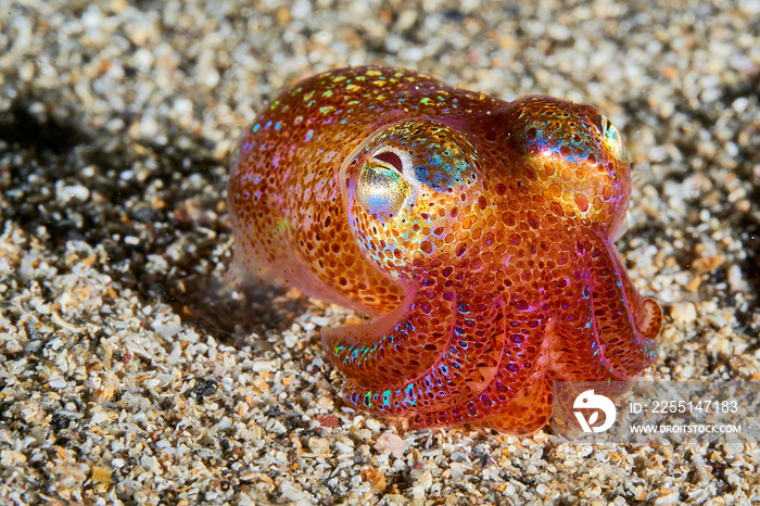 Bobtail squid  in Marseille