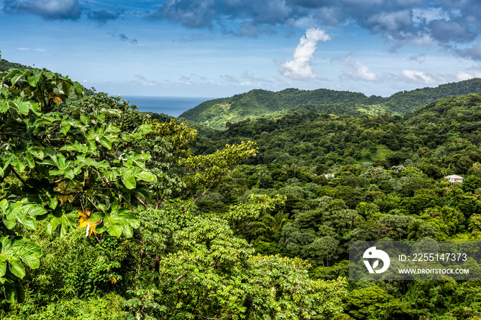 Rain forest on the Caribbean island of Grenada