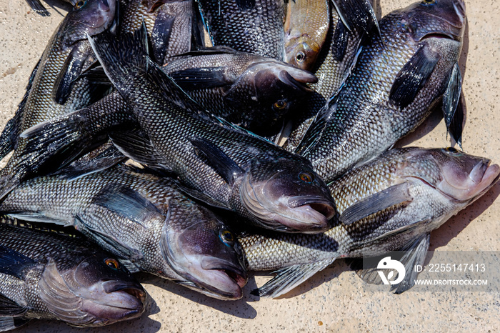 Photograph of freshly caught Atlantic black sea bass on the deck of a boat