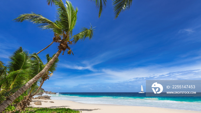 Paradise tropical beach. Coconut palm trees on white sunny beach and Caribbean sea.