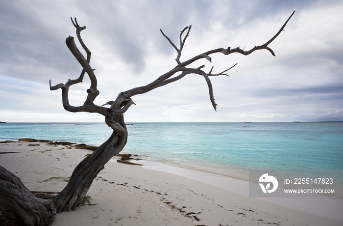 Lonely Dead Tree On Caribbean Beach, Antigua