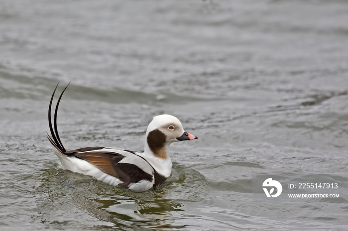 Male Long-tailed Duck, Clangula hyemalis, with tail raised