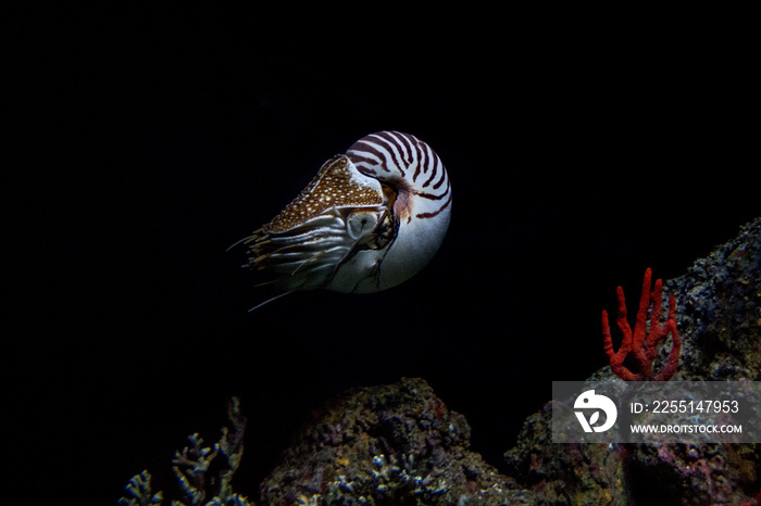 nautilus underwater on black background close up