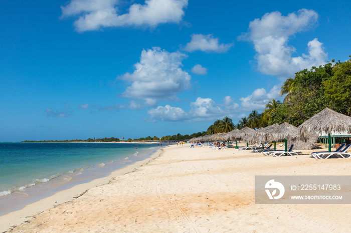 Trinidad, Cuba. Coconut on an exotic beach with palm tree entering the sea on the background of a sandy beach, azure water, and blue sky.