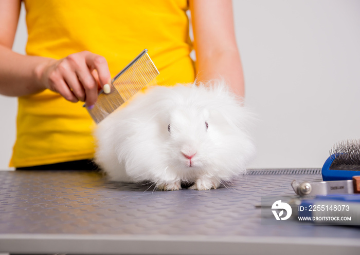 Professional cares for a rabbit in a specialized salon. Groomers holding tools at the hands.