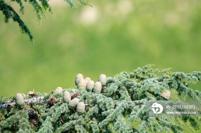 Himalayan cedar or deodar cedar tree with female and male cones, Christmas background copy space