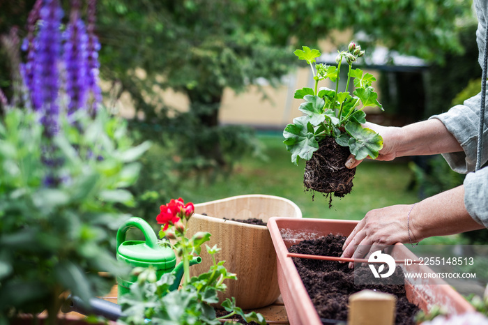 Planting geranium flowers into flowerpot in garden