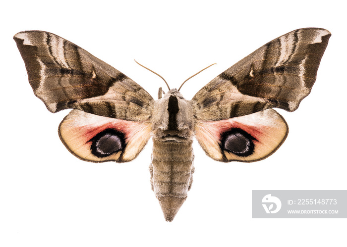 Eyed hawk-moth isolated on white