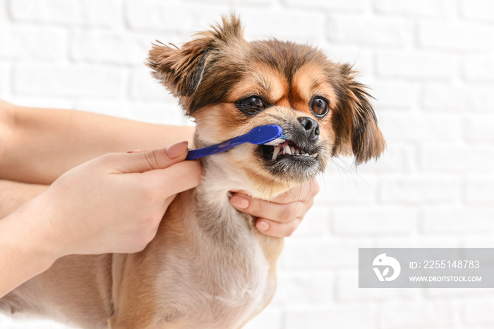 Owner cleaning teeth of cute dog with brush on white background