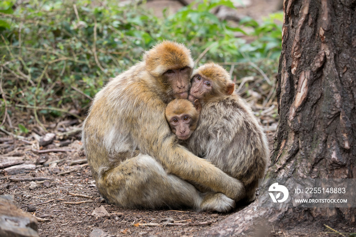 Barbary macaque (Macaca sylvanus) family with young