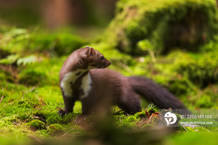 female beech marten (Martes foina), also known as the stone marten in the forest on moss