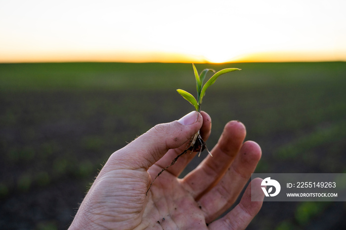 Close up of young corn sprout in farmer’s hand in front of rows of corn on agricultural field. Plant care and protection concept.