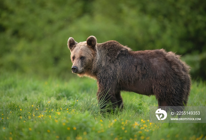 Wild brown bear ( Ursus arctos )