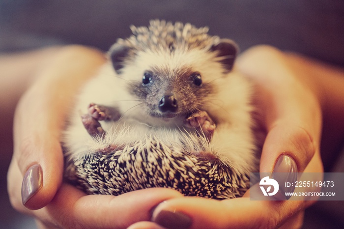 hedgehog in hand close-up in noisy toning for retro effect