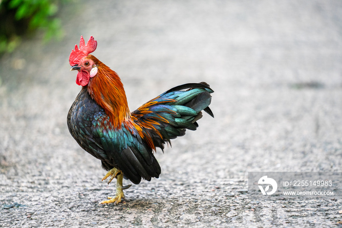 Bantam chickens or Ayam kate is any small variety of fowl, especially chickens