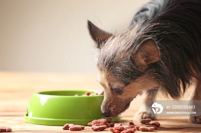 Cute little pet and bowl with dog food on wooden background