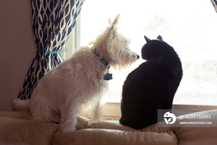 West highland terrier and a black cat sitting on a window