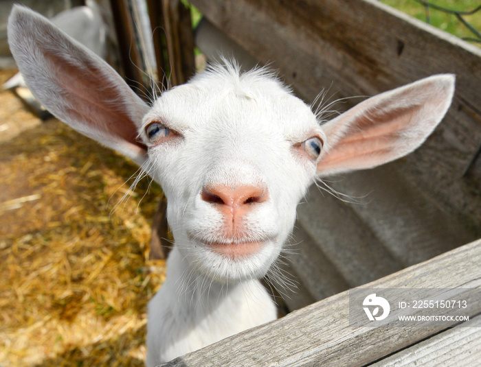 Funny goat/Funny goat on farm, Ukraine