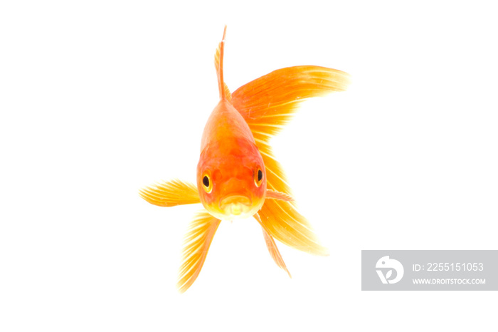 Gold fish isolated on a white background