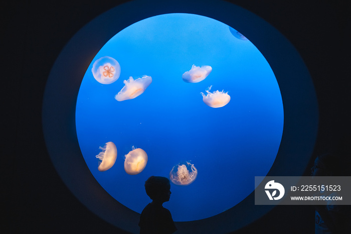 young child watching jellyfish floating in aquarium