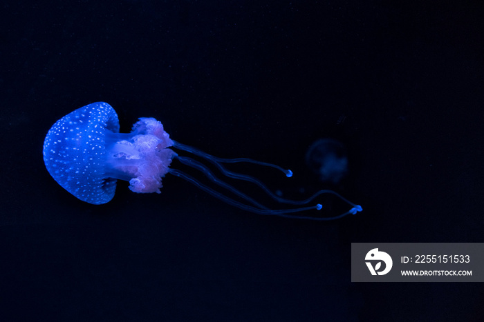 Blue jellyfish Phyllorhiza punctata (floating bell, Australian spotted jellyfish or white-spotted jellyfish)