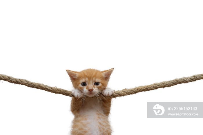 Ginger kitten hung on a rope on a white background.