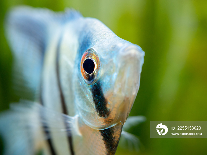 macro close up of a zebra Angelfish in tank fish with blurred background (Pterophyllum scalare)