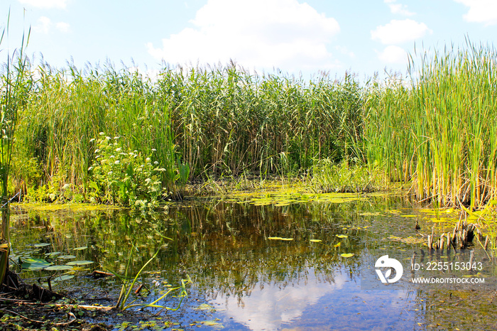 Aquatic plants in a swamp