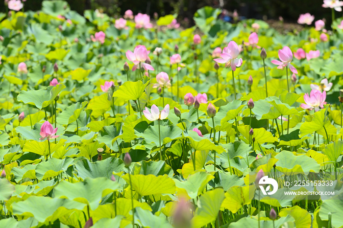 風に揺れる、ピンク色の蓮の花