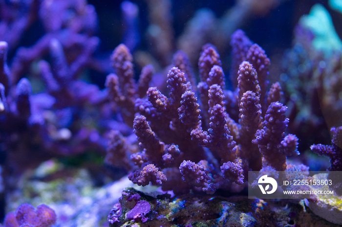 Acropora, SPS hard coral