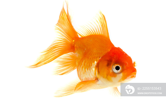 goldfish isolated on white background.