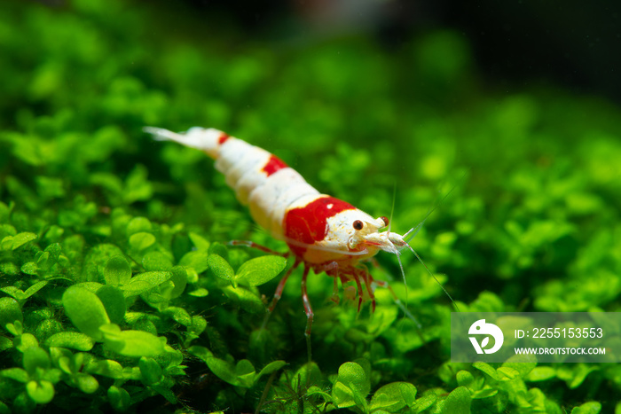 Red bee shrimp stay on grass or aquatic moss with dark and green background