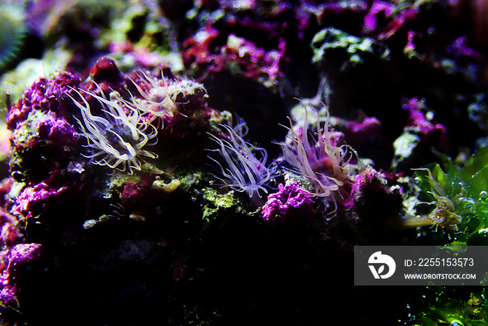 Aiptasia sea glass anemone in aquarium reef tank