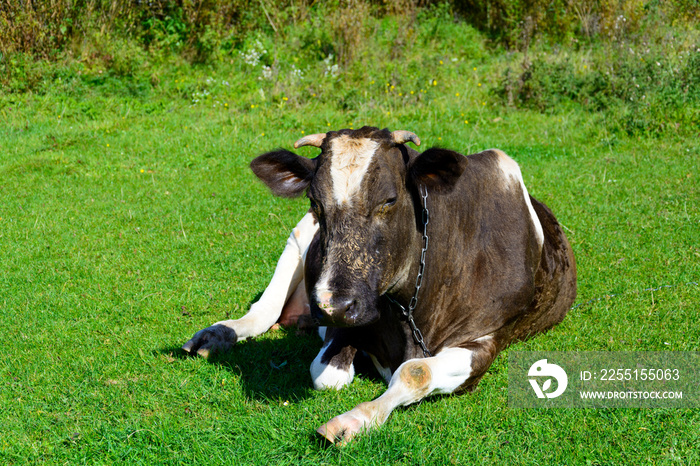 Close up old black and white cow with chain lying down on meadow. Animal protection concept. Copy space.