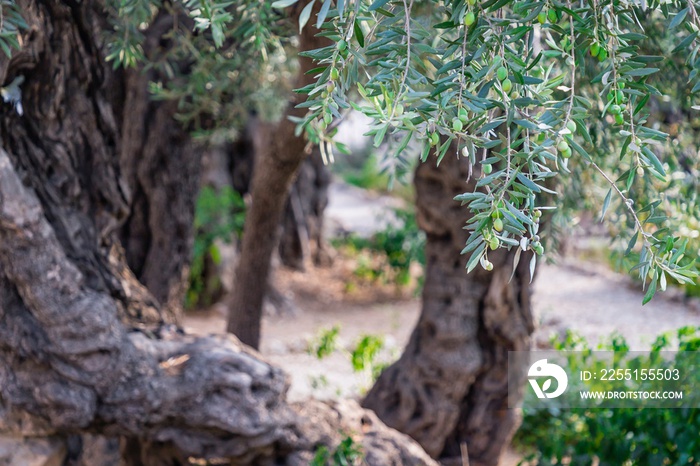 Ancient olive trees in Gethsemane garden, Jerusalem. Israel